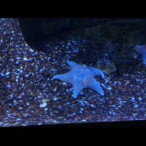 Meet your Posher, Evan